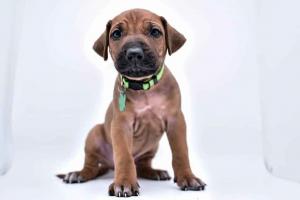 Rhodesian Ridgeback Puppies for sale near me 2026