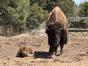 Just hours old the baby bison is attended to by the mother. The calf lays on the ground while the mom stands next to it.