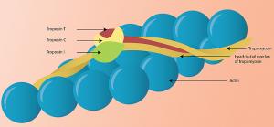cardiac troponin market
