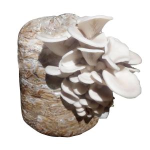 Prepared oyster mushroom cultivation bag showing visible mushroom fruiting growth from a substrate-filled grow bag.