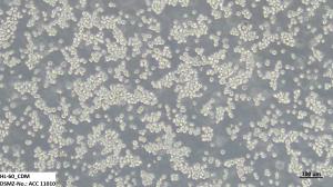 The cell line HL-60 is a commonly used model for acute myeloid leukaemia and can be cultured and cryopreserved in chemically defined medium without the use of fetal bovine serum. It is available under accession number ACC 11010 in the DSMZ catalogue