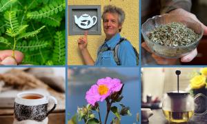 The Essential Guide to Lyme Disease and Herbal Support from Linden Botanicals shares Michael Van der Linden’s personal experience with Lyme disease over a four-year period and the lessons that ultimately inspired the creation of Linden Botanicals.