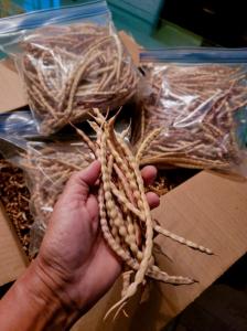 Mesquite Pods used for making "Mesquite Agua Fresca"