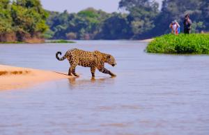 During the dry season, jaguars concentrate along exposed riverbanks