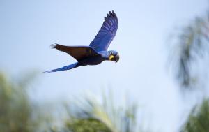 Hundreds of bird species thrive in this vibrant birdwatcher's paradise