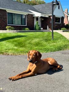 Off leash k9 training Toledo Photo 1