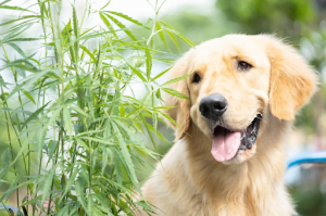 Happy Golden Retriever dog after receiving natural calming treatments