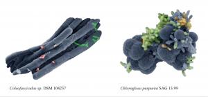 Electron microscope images of non-axenic cultures of two cyanobacteria (Coleofasciculus, Chlorogloea). The various associated bacteria are highlighted in color