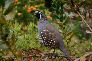 Georgia bobwhite quail