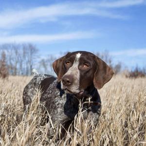 Quail hunting dog