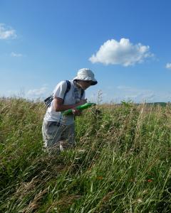 Field researcher holding a clipboard surveying pollinators in a grassland habitat.