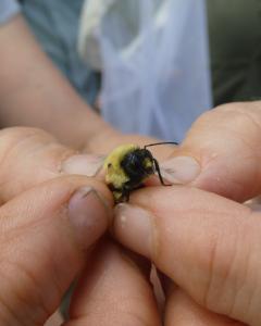 Single bumble bee being held by a researcher.