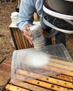 Beekeeper monitoring for pests by coating honey bees in powdered sugar, placing them in a mason jar, and counting fallen parasites.