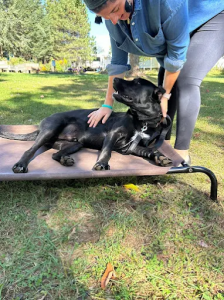 Albany Off leash K9 training