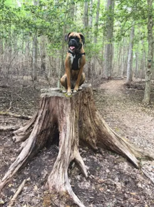 Albany NY Off leash K9 training