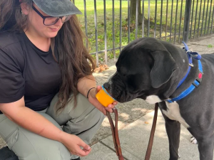 Albany Off leash K9 training Photo