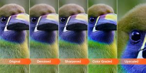 Reduce Noise and Enhance Bird Photos with Aiarty Image Enhancer