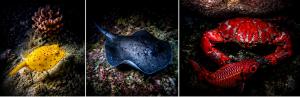 Night snorkeling at Ellaidhoo Maldives by Cinnamon