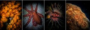Night snorkeling at Ellaidhoo Maldives by Cinnamon