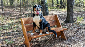 Atlanta Off Leash K9 Training Photo 2
