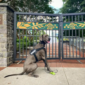Atlanta Off Leash K9 Training Photo 3