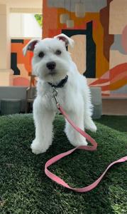 Atlanta Dog Training