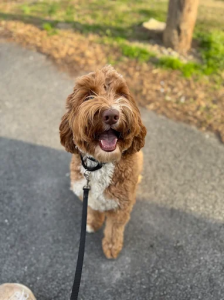 Atlanta Dog Training Photo