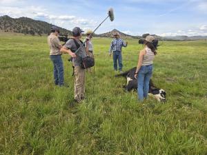 Wolf depredation of a full-grown cow