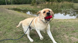 Ft. Myers Off Leash K9 Training
