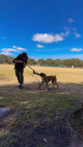 Ft. Myers Florida Off Leash K9 Training
