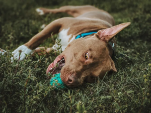 Florida Off Leash K9 Training