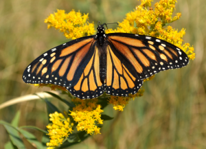 A picture of a monarch butterfly surrounded by yellow flowers