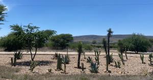 Cactus landscaping and open countryside views near La Brisa Toscana along the SMA–Dolores Hidalgo corridor.