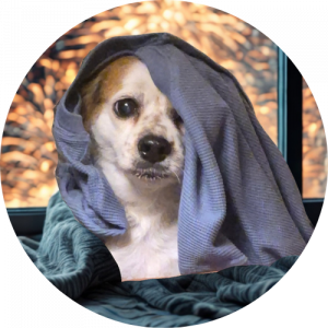 Small frightened dog peeking out from a blanket