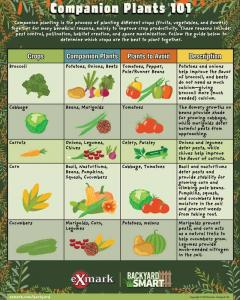 Vegetable Companion Planting Chart, page one of three