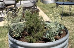 Exmark Vegetable Companion Planting