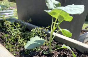Exmark Companion Planting