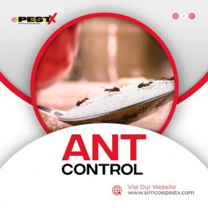 Barrie Ant Extermination
