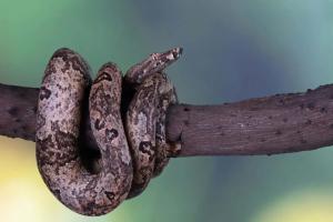 snake removal in Hudson Valley