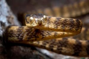 Hudson Valley snake removal