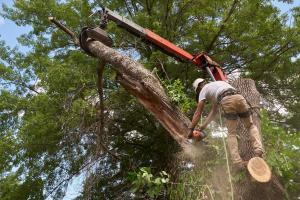 Florida Tree Trimming And Removal