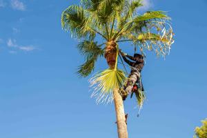 Storm Prep And Palm Trimming