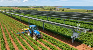 A commercial farming tractor driving through rows of green potato crops directly underneath a large, elevated solar panel infrastructure on a sunny coastal farm.
