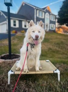 Ft. Myers Dog Training