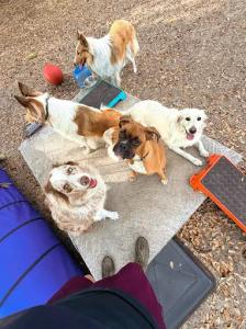 Fort Myers Dog Training