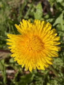 Dandelion