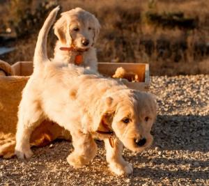 goldendoodle breeder in Bay area