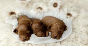 goldendoodle breeder in California
