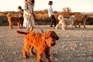 goldendoodle breeders in northern California