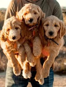 goldendoodle breeders in southern California